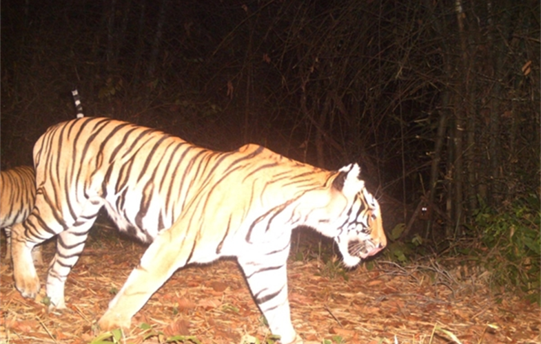 Tiger in Thailand CREDIT WCS Thailand